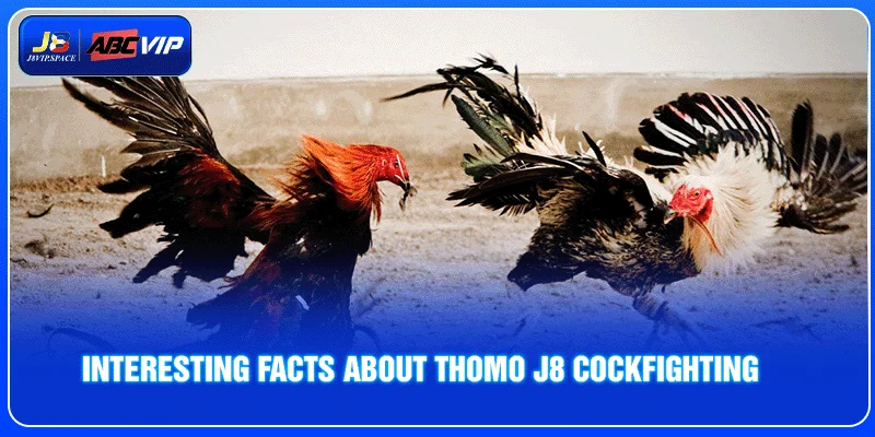 Interesting facts about Thomo J8 Cockfighting